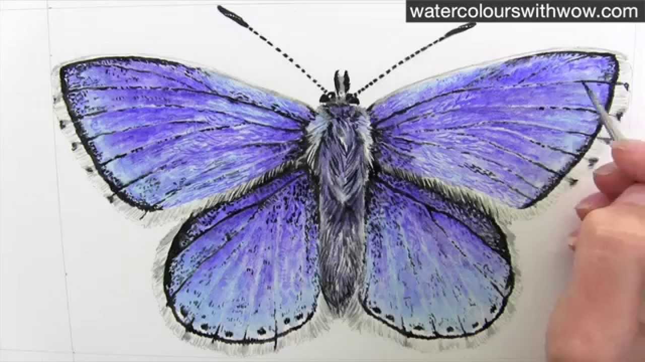 1280x720 How To Paint A Realistic And Detailed Blue Butterfly In Watercolor