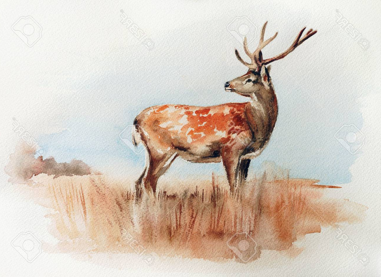 1300x943 Painting Wildlife In Watercolor Deer In The Field