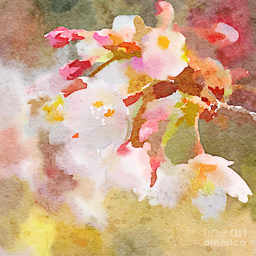 900x900 White Cherry Blossoms Digital Watercolor Painting 4 Painting By