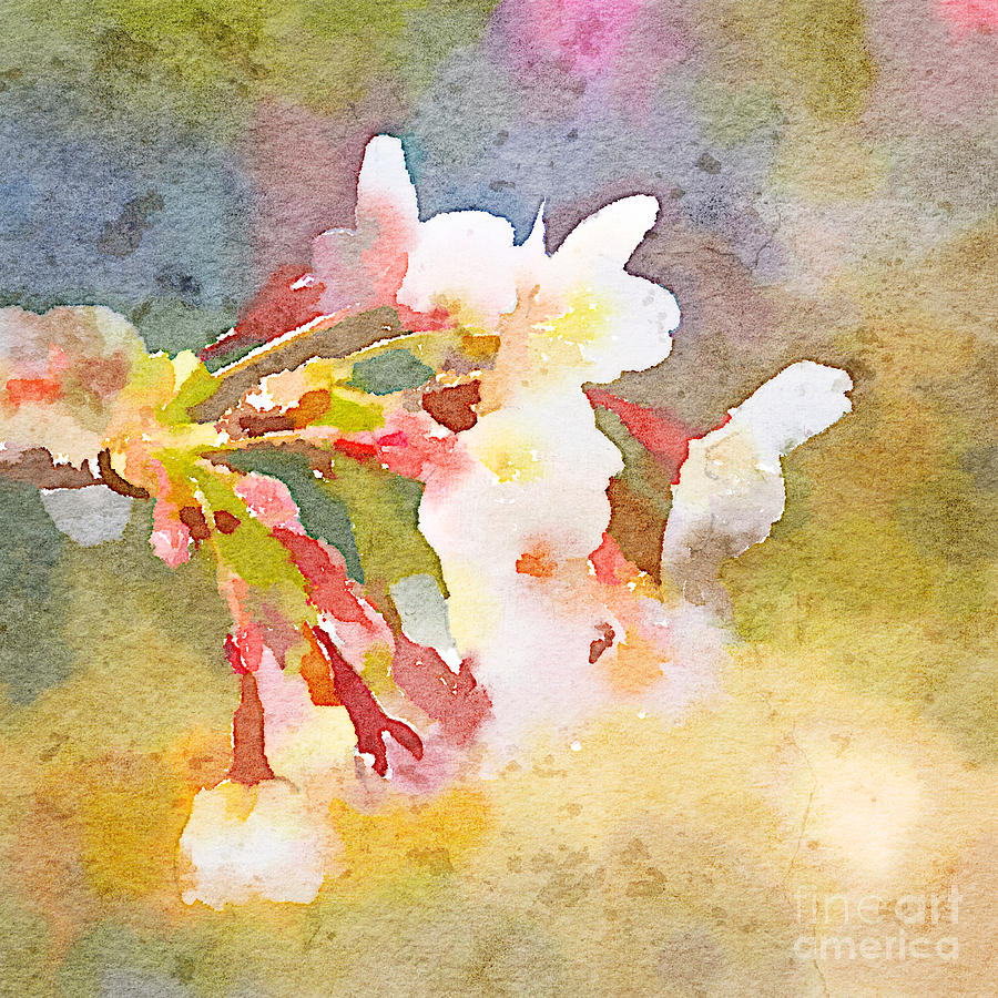 900x900 White Cherry Blossoms Digital Watercolor Painting 1 Painting By