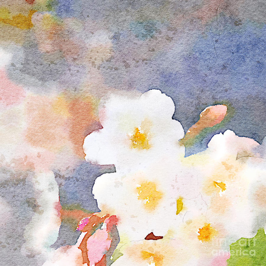 900x900 White Cherry Blossoms Digital Watercolor Painting 3 Painting By