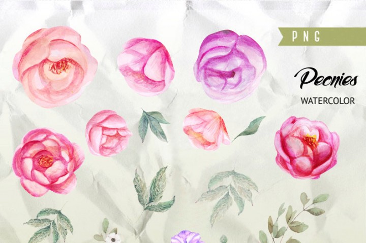 720x479 Peonies Watercolor Flowers Clipart. Boho, Hand Painted Watercolour