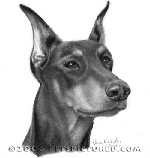 500x527 Doberman Pinscher Portrait