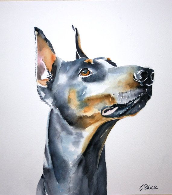 570x647 Doberman Watercolor Painting Watercolor Dog Portrait