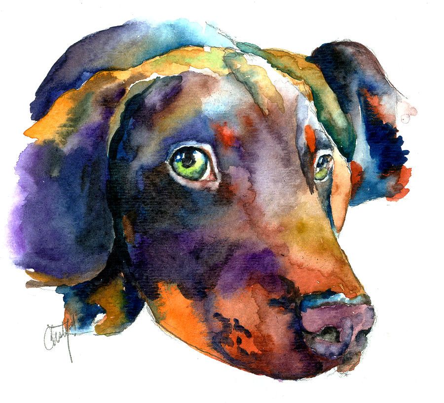 900x816 Doberman Watercolor Painting By Christy Freeman