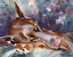 300x233 Red Doberman Pinscher Art Print Watercolor 11 X 14 Signed By