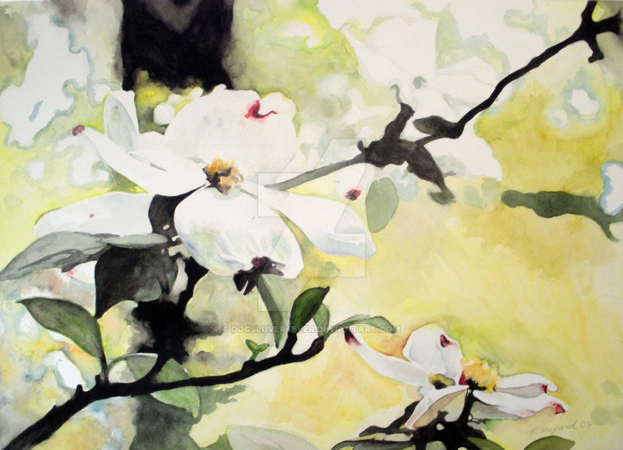 900x650 Dogwood Watercolor By Dogsluver4ever