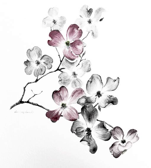 510x567 Dogwood Watercolor (Not Sure Of The Artist, I Had Saved This To A