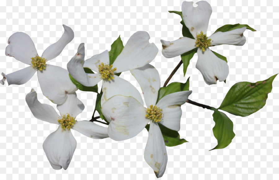 900x580 Flowering Dogwood Cornus Officinalis Cornus Sericea Clip Art