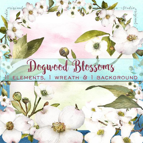 570x570 Watercolor Flowers Dogwood Clipart Clipart Flowers Etsy