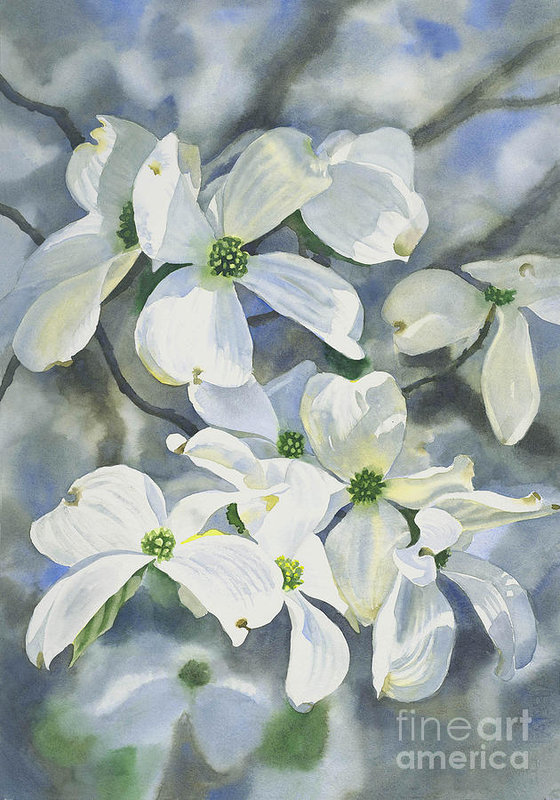 560x800 White Dogwood Art Print By Sharon Freeman