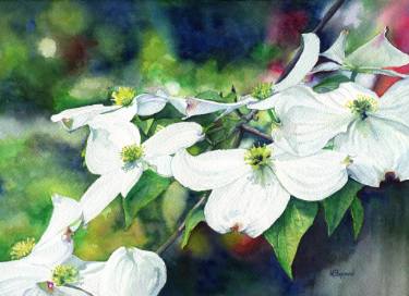 375x272 Dogwood Watercolor Paintings For Sale Saatchi Art