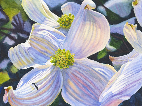 570x425 Floral Watercolor Original Painting White Dogwood By Cathy