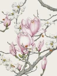 194x259 69 Best Dogwoods Images Flowers, Spring And