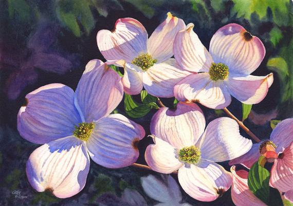 570x401 Pink Dogwoods Watercolor Painting Print By Cathy Hillegas Etsy