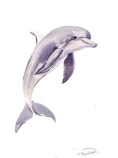 Dolphin Watercolor