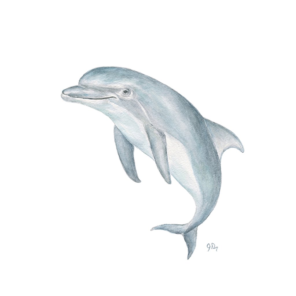 1024x1024 Dolphin Print