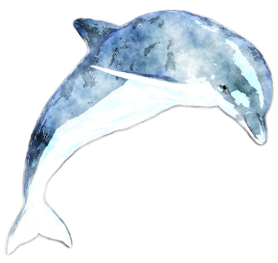 919x870 Watercolor Dolphin By Lavandalu