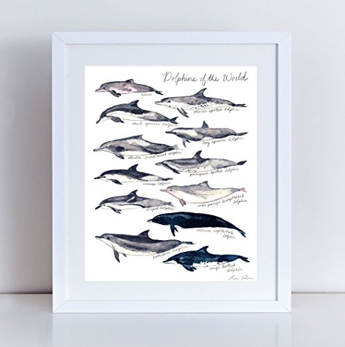 497x500 Dolphin Art Print Dolphin Painting Dolphin Wall Art