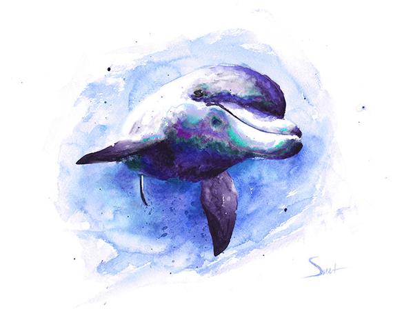 570x448 Dolphin Print Dolphin Painting Dolphin Watercolor Dolphin Etsy