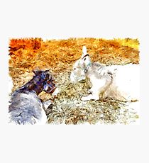 210x230 Donkey Watercolor Wall Art Redbubble