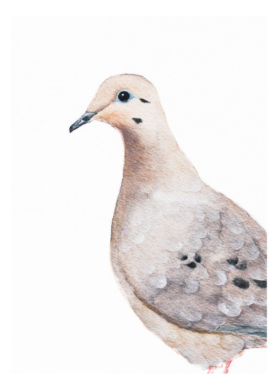 570x798 Mourning Dove