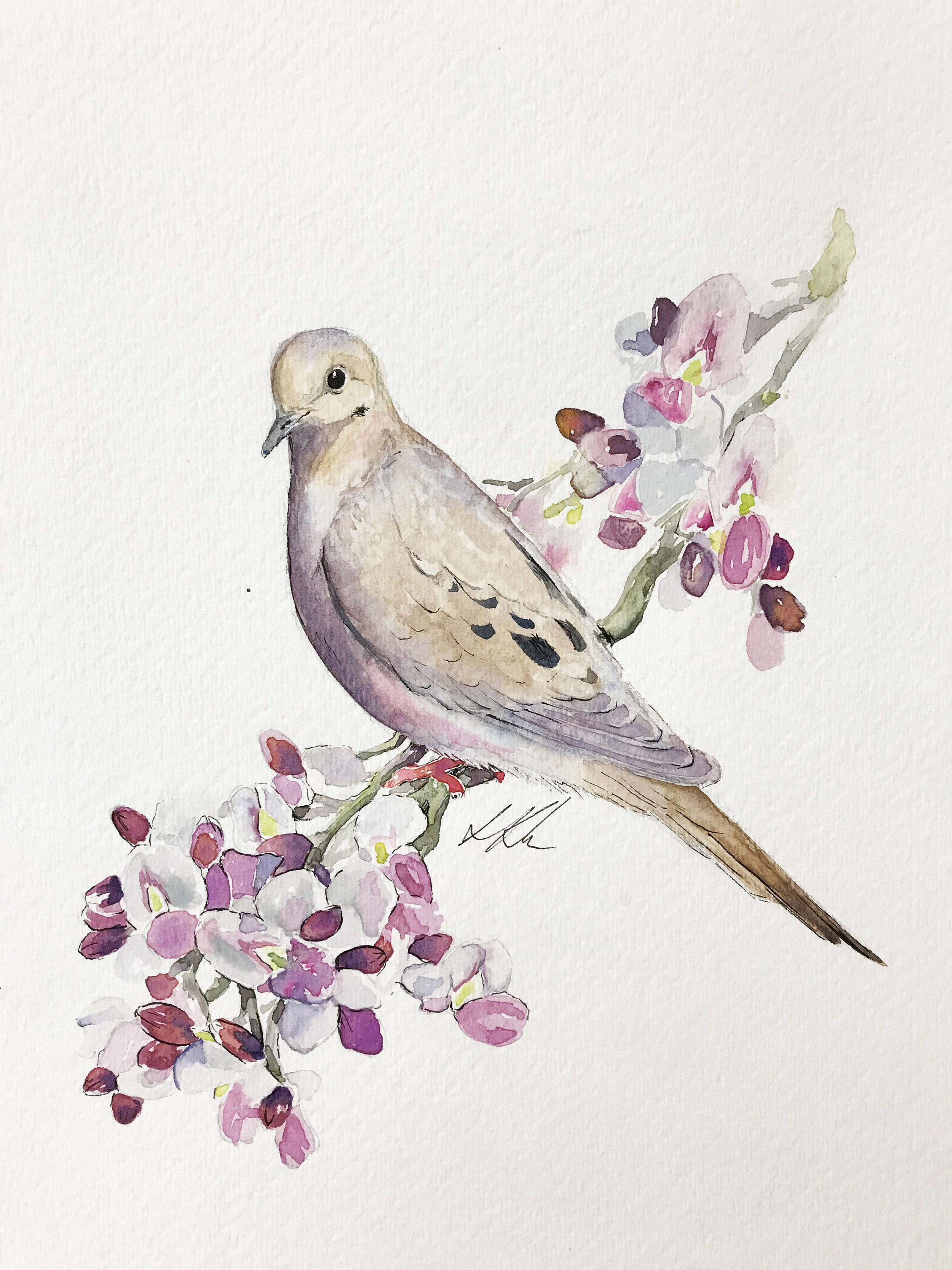 2250x3000 Mourning Dove Watercolor Painting Etsy