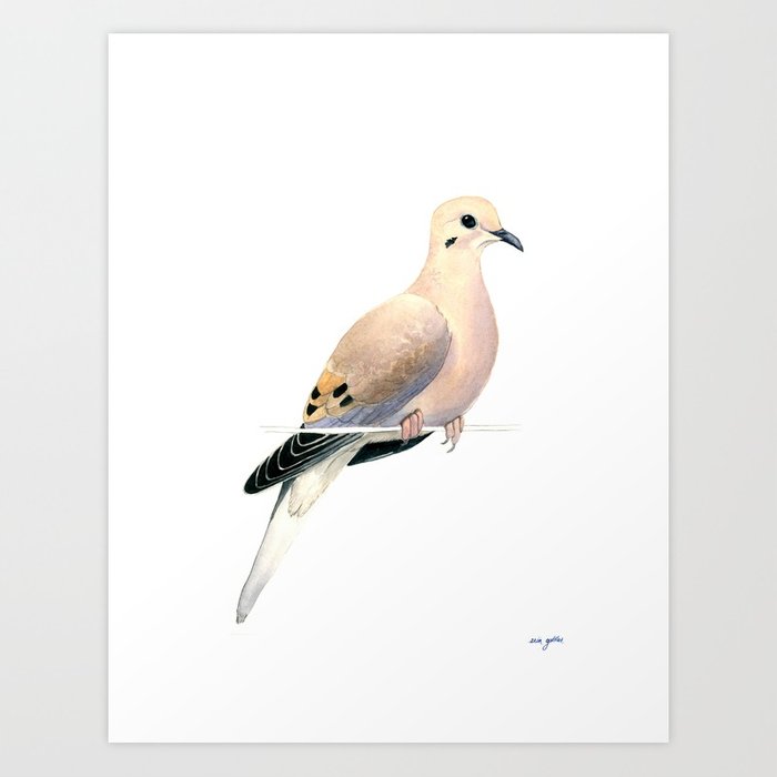 700x700 Mourning Dove Watercolor Painting Art Print By Birdseedfieldguide