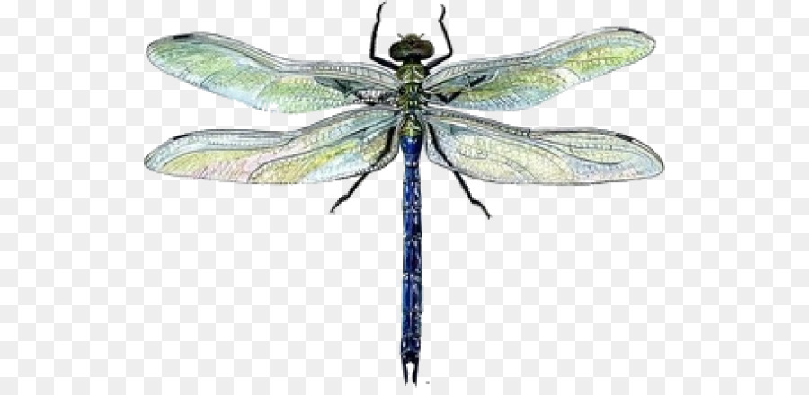 900x440 Dragonfly Drawing Watercolor Painting