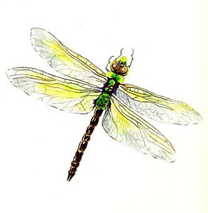 293x300 Dragonfly Watercolor Painting