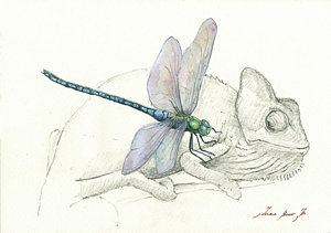 300x211 Dragonfly Watercolor Paintings Fine Art America