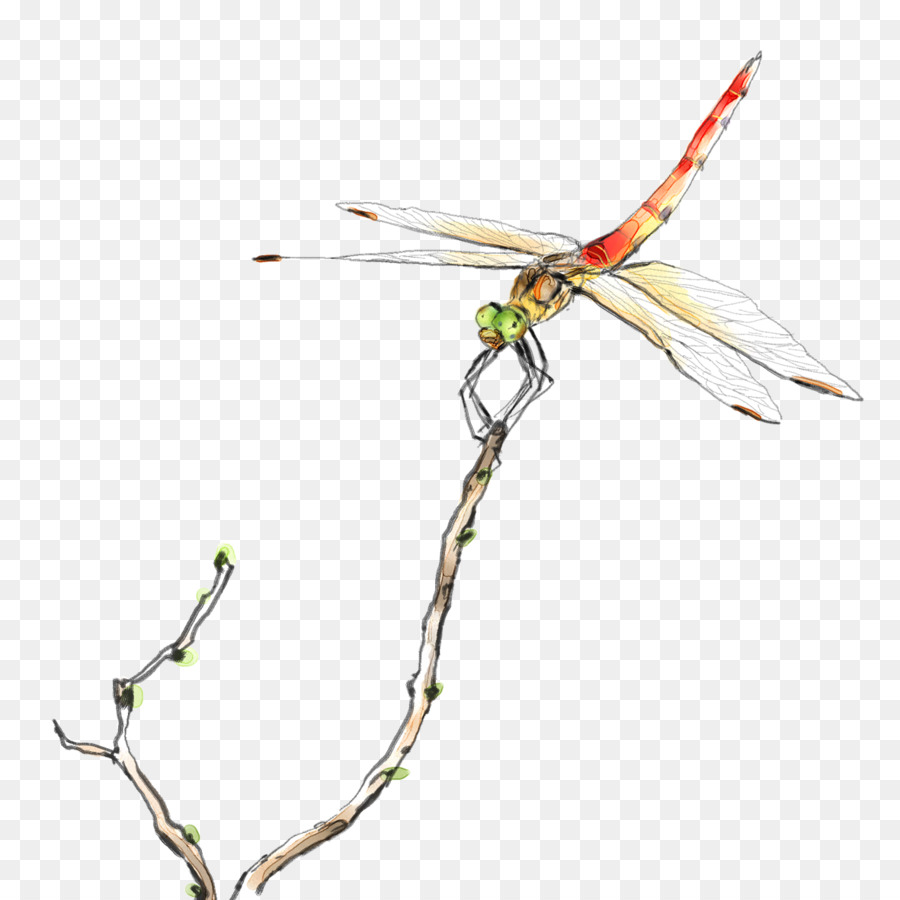 900x900 Dragonfly Watercolor Painting Butterfly Illustration