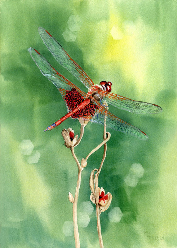 571x800 Dragonfly Collection From Original Watercolors