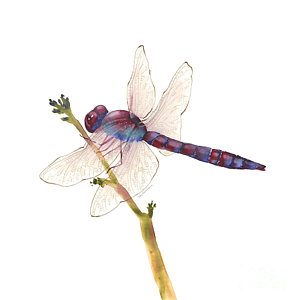 300x300 Dragonfly Watercolor Paintings Fine Art America