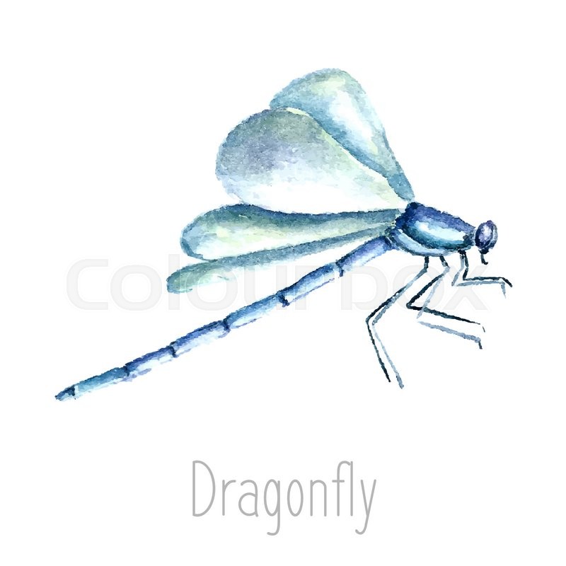 800x800 Hand Drawn Watercolor Dragonfly Illustration. Drawing Isolated On