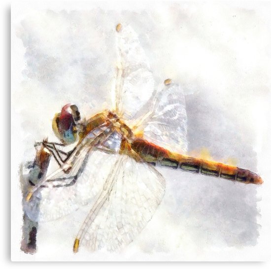 550x545 Platinum White Dragonfly Watercolor Canvas Prints By Taiche