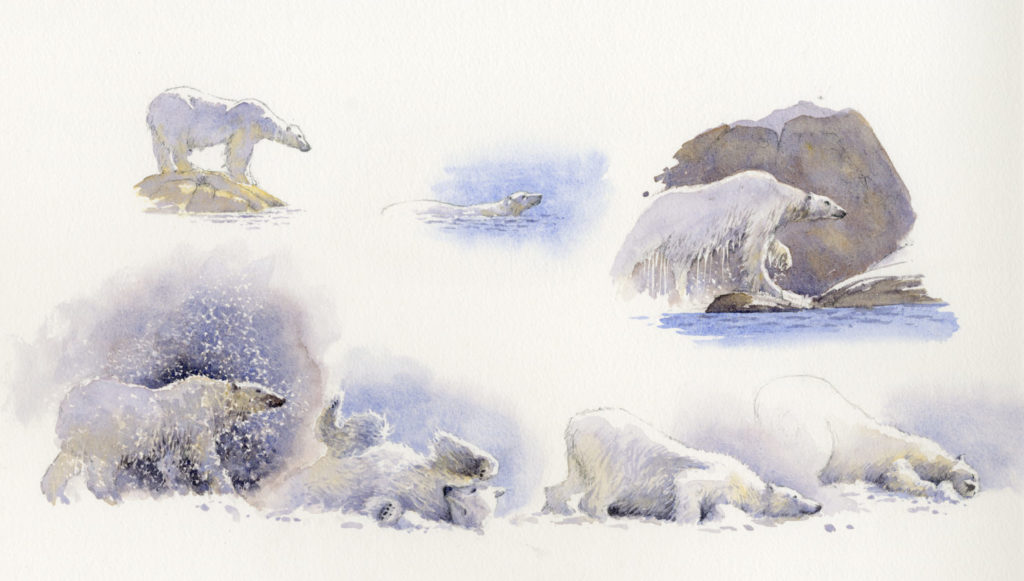 1024x581 Lions, Tigers And Bears, Oh My! Paint And Sketch Stunning