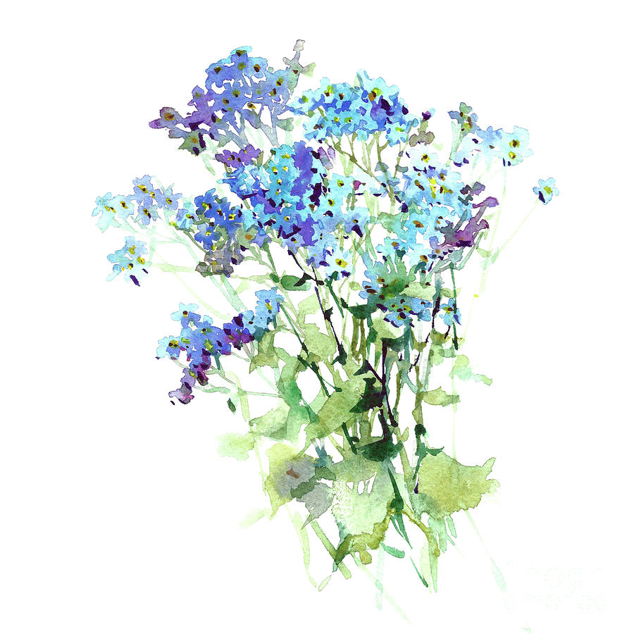 900x900 Forget Me Not Watercolor Flowers Art Hand Draw Painting By Mary