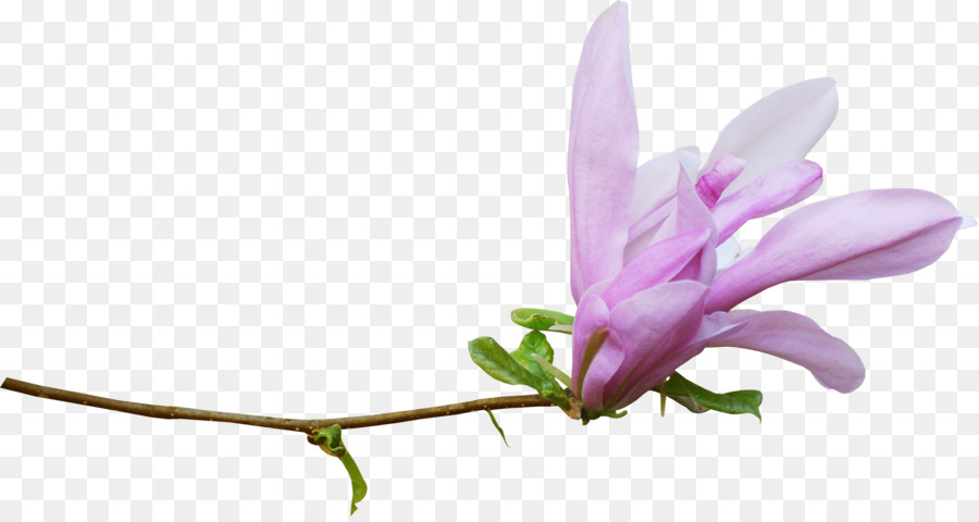 900x480 Download Watercolor Flowers Watercolor Painting Drawing Watercolor