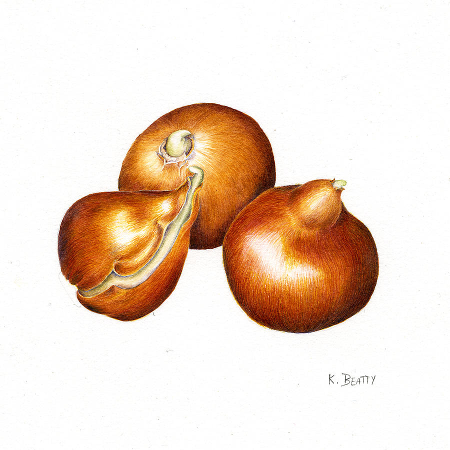 900x900 Tulip Bulbs In Dry Brush Watercolor Painting By Karla Beatty
