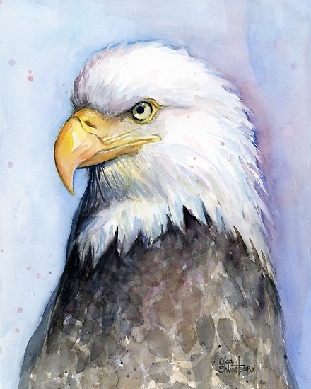 440x550 Bald Eagle Painting Watercolor Posters By Olga Shvartsur Redbubble
