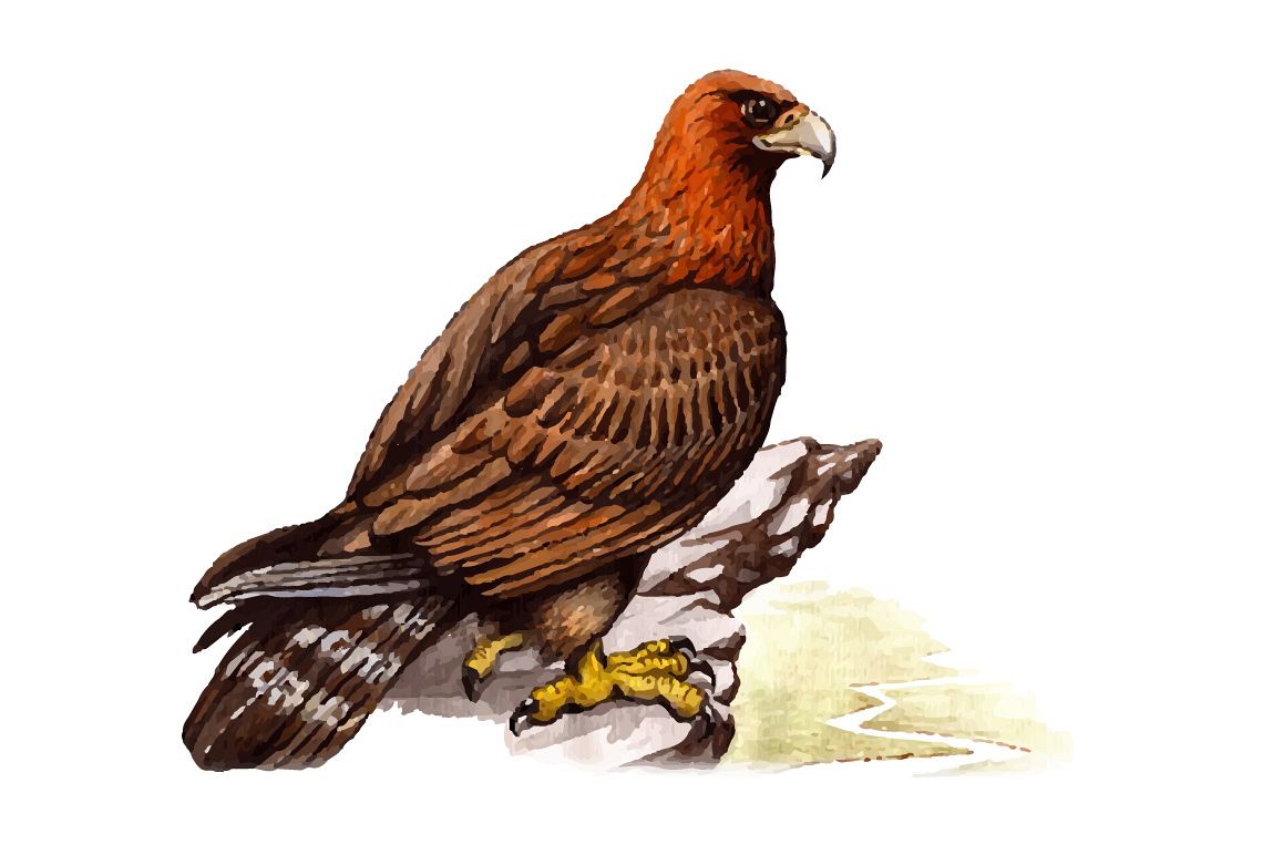 1158x772 Watercolor Golden Eagle Vector