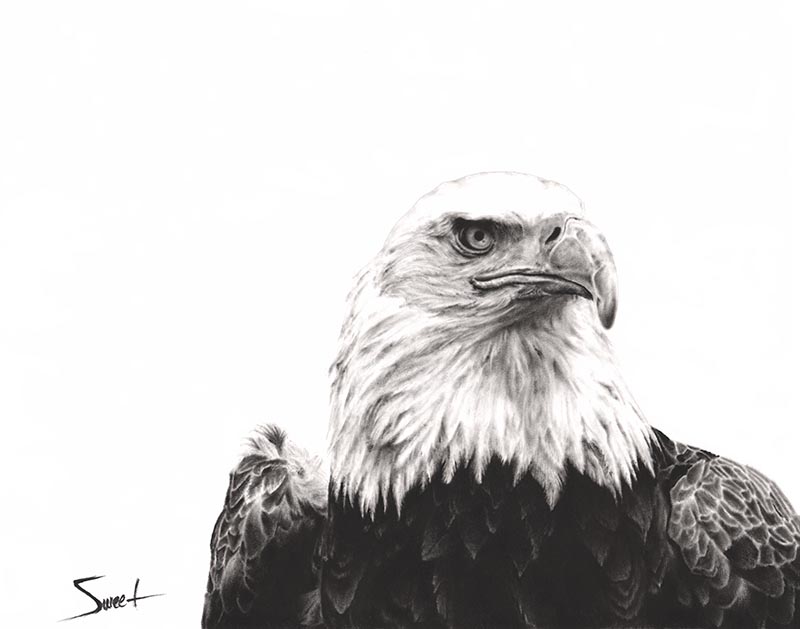 800x629 Bald Eagle Dry Brush Print Watercolor Animal Paintings