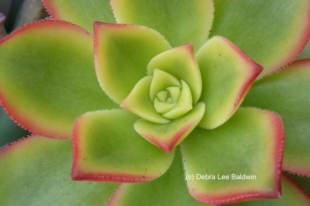 450x300 Watercolor Painting