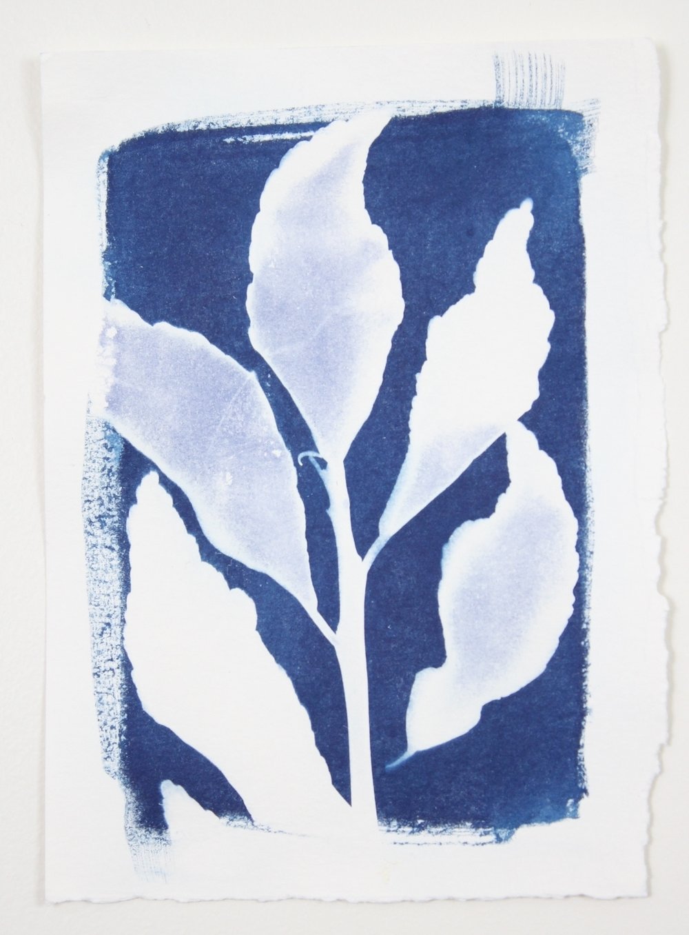 1000x1356 Solar Eclipse Small Botanical Cyanotype 4 Laurie Anne Art