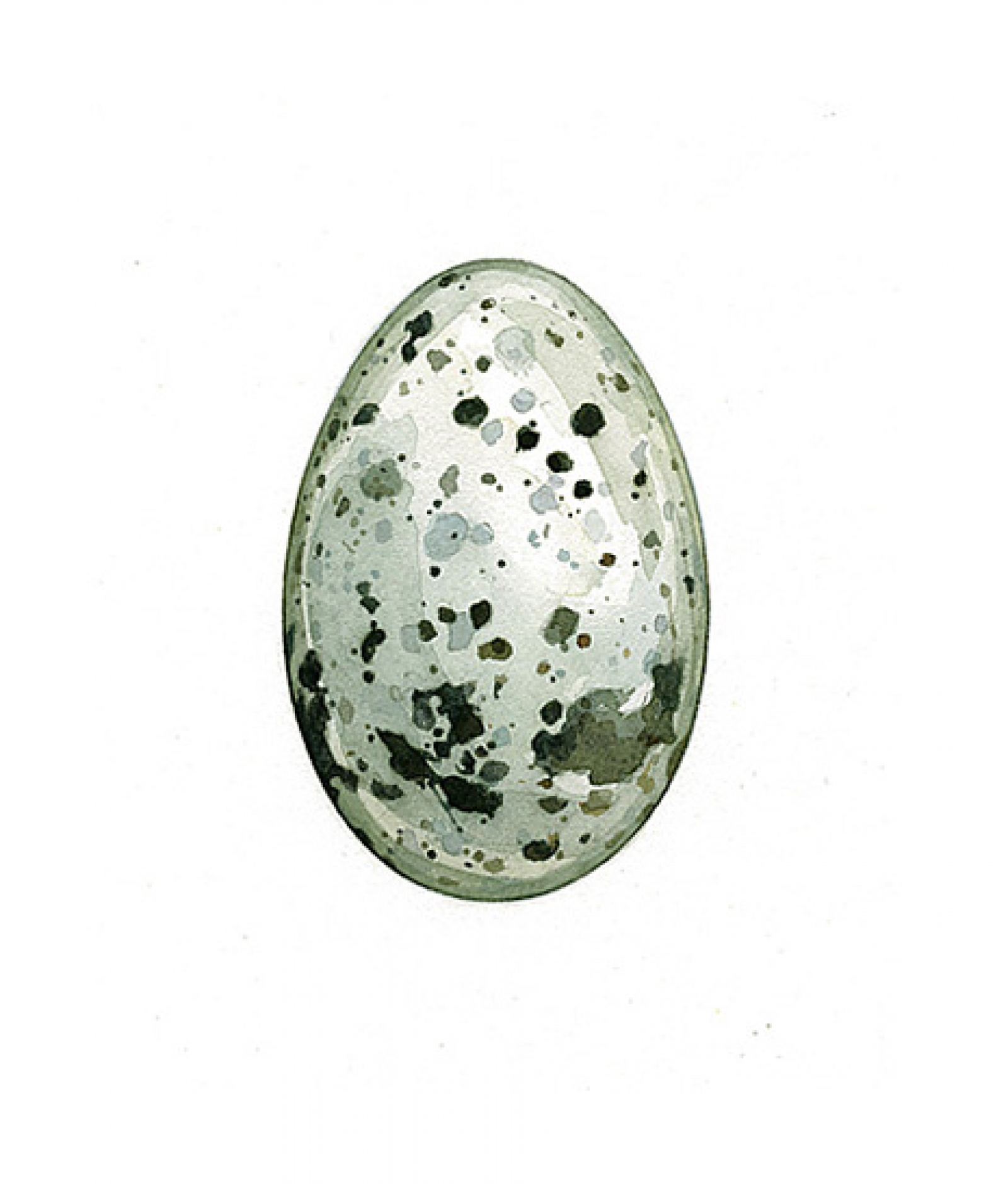 1600x1879 Razorbill Egg Watercolor Print David Scheirer Watercolors