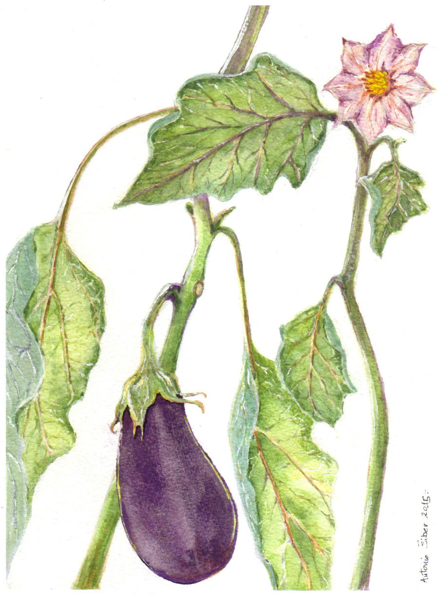 920x1220 Eggplant