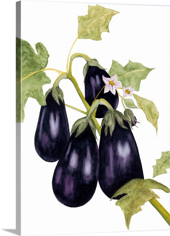 720x1000 Watercolor Eggplant Wall Art, Canvas Prints, Framed Prints, Wall