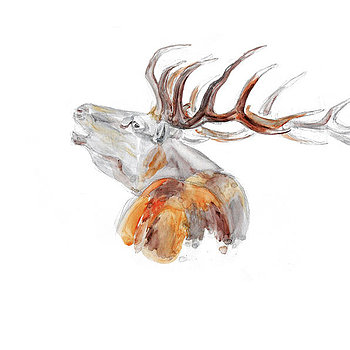 350x350 Elena Romanova