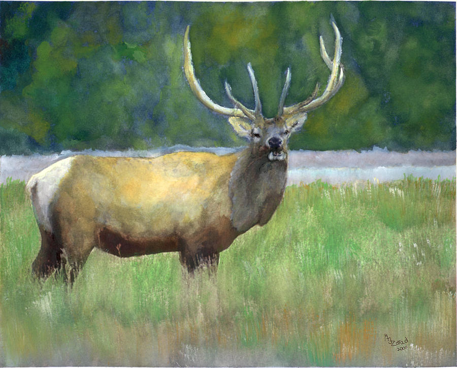 900x725 Elk Watercolor Painting By Mary Jo Zorad
